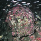Underwater